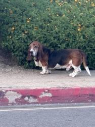 Found/Stray Male Dog last seen Howard and Essex, Montclair, CA 91763