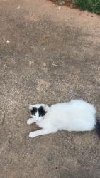 Lost Male Cat last seen Woodhill trail, Price, UT 84501