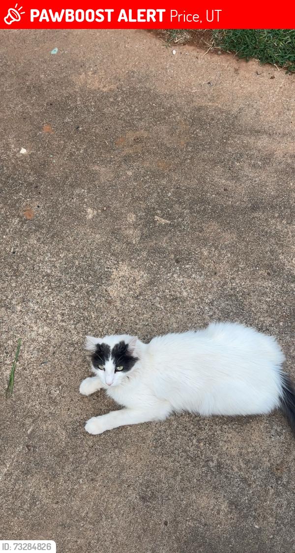 Lost Male Cat last seen Woodhill trail, Price, UT 84501