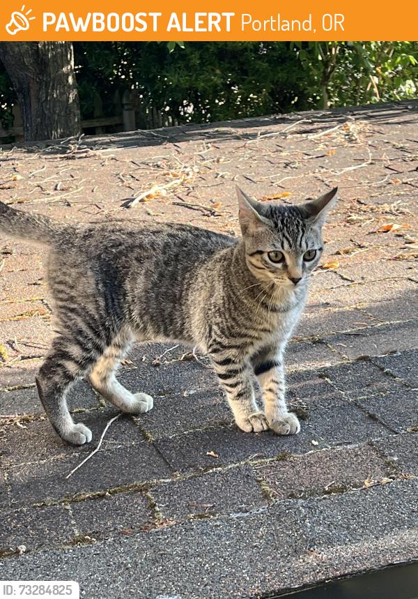 Found/Stray Male Cat last seen Wall and Hudson, Portland, OR 97203