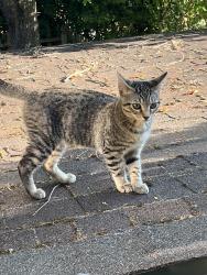 Found/Stray Male Cat last seen Wall and Hudson, Portland, OR 97203