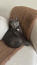 Lost Female Cat last seen Lexington Avenue, Jersey City, NJ 07304