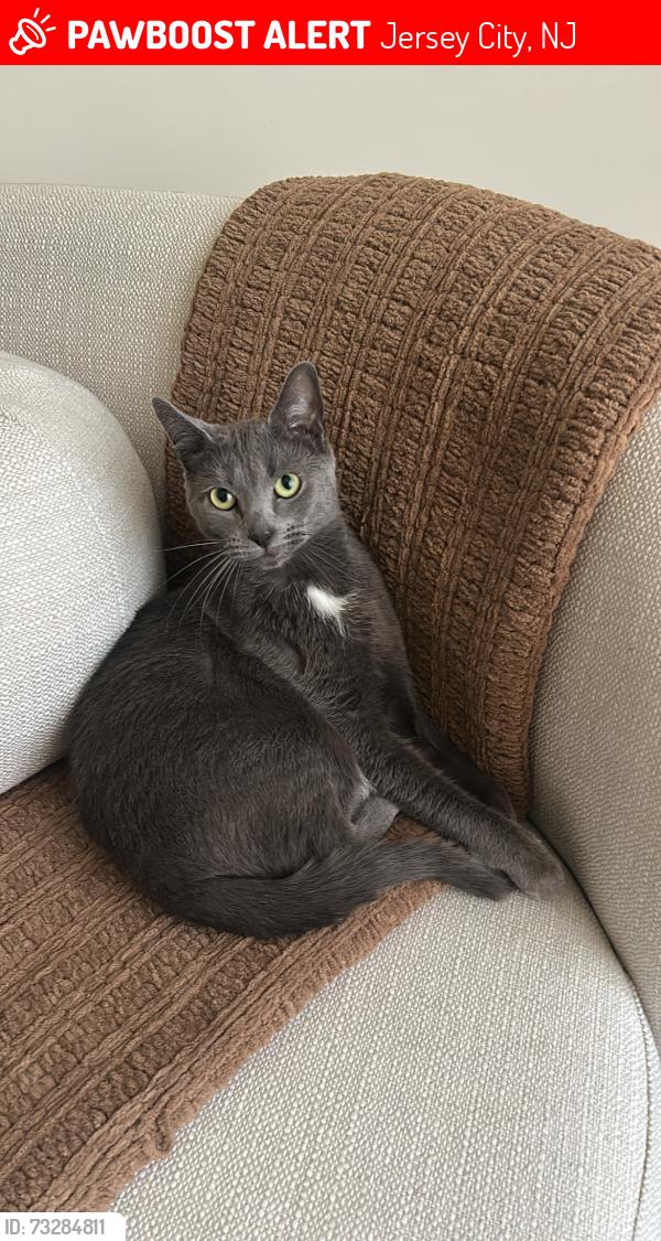 Lost Female Cat last seen Lexington Avenue, Jersey City, NJ 07304