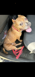 Lost Female Dog last seen EDISON LIGHT TRAIL, Houston, TX 77429