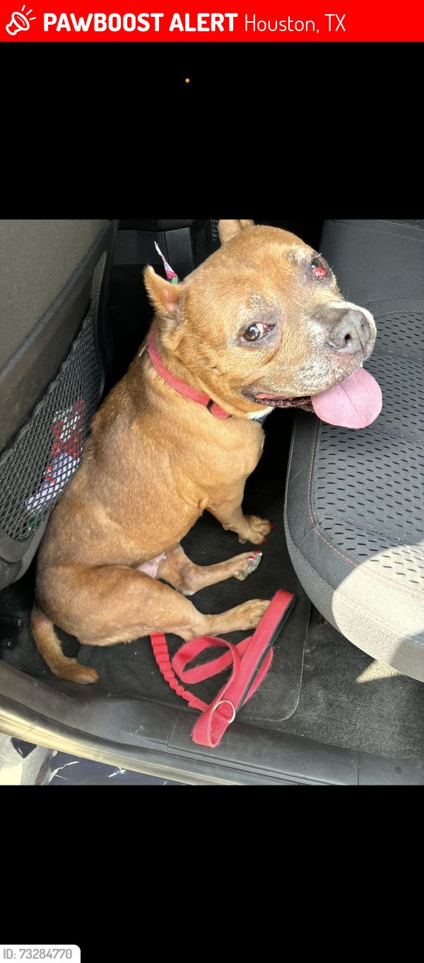 Lost Female Dog last seen EDISON LIGHT TRAIL, Houston, TX 77429