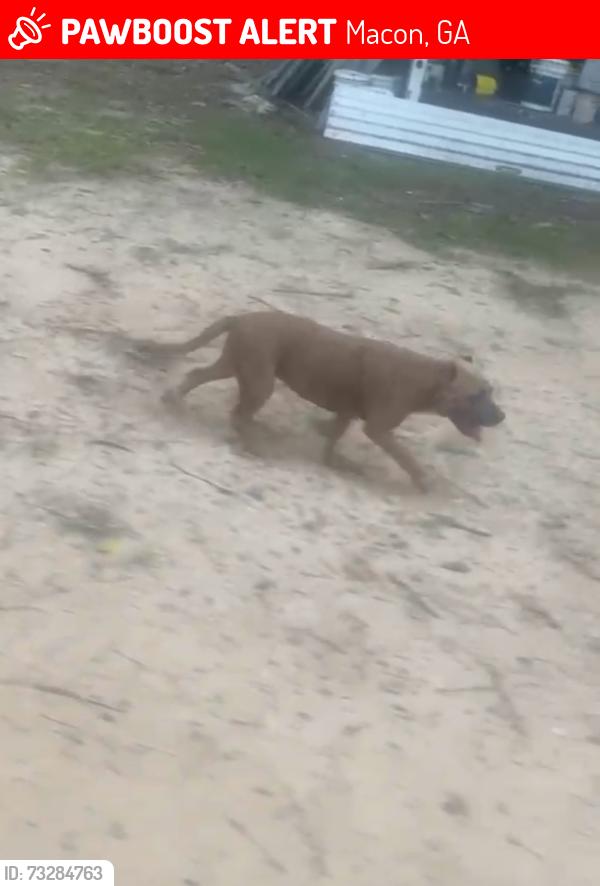 Lost Female Dog last seen Houston Rd, Macon, GA 31216