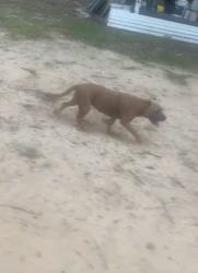 Lost Female Dog last seen Houston Rd, Macon, GA 31216