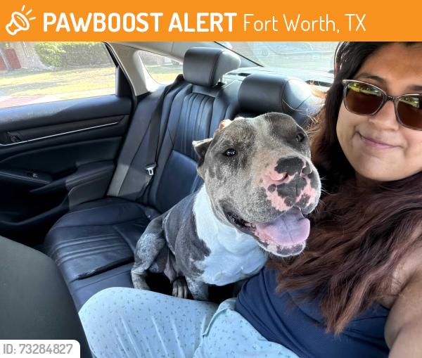 Found/Stray Female Dog last seen Old Decatur rd, Fort Worth, TX 76179
