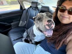 Found/Stray Female Dog last seen Old Decatur rd, Fort Worth, TX 76179