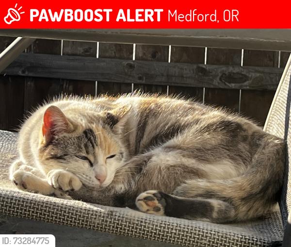 Lost Female Cat last seen Wabash, Oregon Terrace, Medford, OR 97504