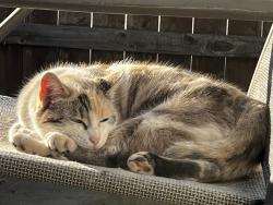 Lost Female Cat last seen Wabash, Oregon Terrace, Medford, OR 97504