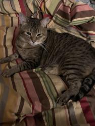 Reunited Male Cat last seen Dodge and Brummel by James Park, Evanston, IL 60202