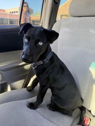 Found/Stray Male Dog last seen Mayer creek rd, Houston, TX 77084