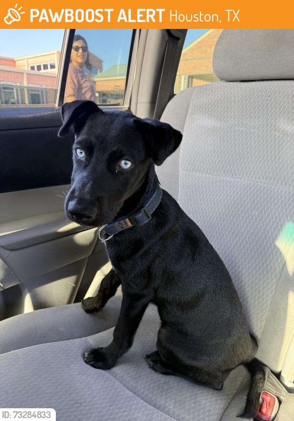 Found/Stray Male Dog last seen Mayer creek rd, Houston, TX 77084