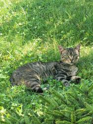 Found/Stray Male Cat last seen Stop 18 & Blue Grass Parkway, Greenwood, IN 46143