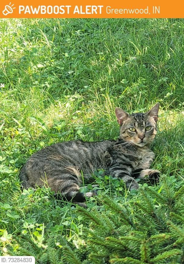 Found/Stray Male Cat last seen Stop 18 & Blue Grass Parkway, Greenwood, IN 46143