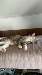 Lost Male Cat last seen bunker hill road, nathan hale forest, Coventry, CT 06238