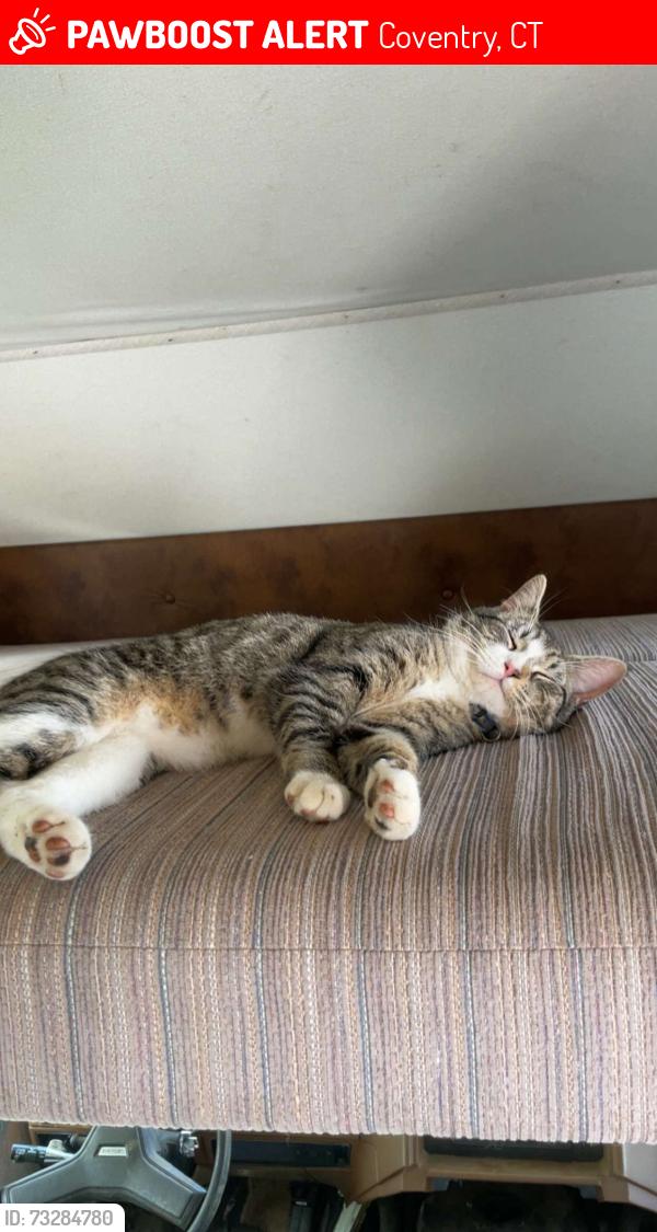 Lost Male Cat last seen bunker hill road, nathan hale forest, Coventry, CT 06238