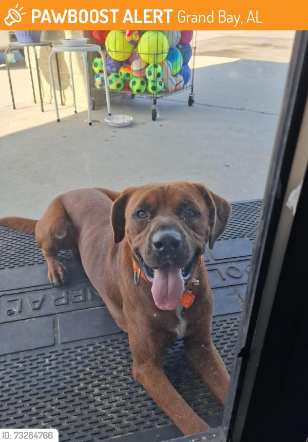 Found/Stray Male Dog last seen Dollar General, Grand Bay, AL 36541