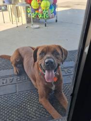Found/Stray Male Dog last seen Dollar General, Grand Bay, AL 36541