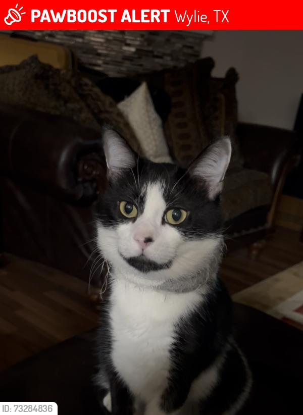 Lost Male Cat last seen Claiborn Lane, Pickwick and Ann drive, Wylie, TX 75098