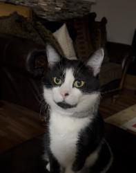 Lost Male Cat last seen Claiborn Lane, Pickwick and Ann drive, Wylie, TX 75098