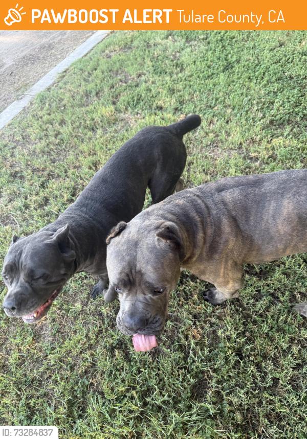 Found/Stray Male Dog last seen Mooney, Tulare County, CA 93274