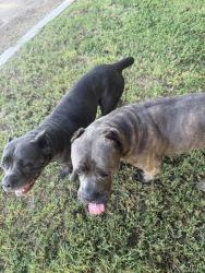 Found/Stray Male Dog last seen Mooney, Tulare County, CA 93274