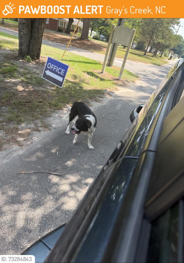 Found/Stray Unknown Dog last seen Pummil road, Gray's Creek, NC 28306
