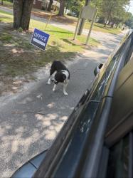 Found/Stray Unknown Dog last seen Pummil road, Gray's Creek, NC 28306