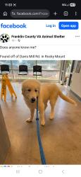 Found/Stray Female Dog last seen Davis mill rd, Franklin County, VA 24151