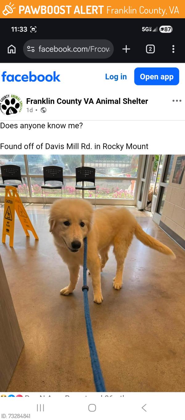 Found/Stray Female Dog last seen Davis mill rd, Franklin County, VA 24151