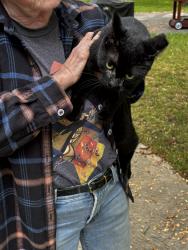 Found/Stray Female Cat last seen Area of Crow Springs Park Canoe Access, Wright County, MN 55328
