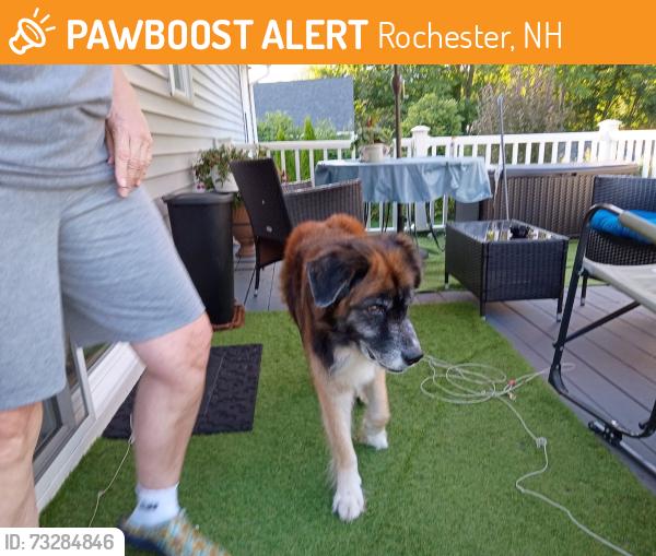 Found/Stray Unknown Dog last seen Gonic Mill Area, Rochester, NH 03839