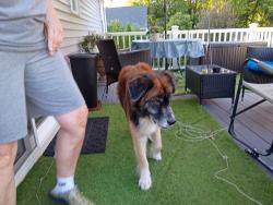 Found/Stray Unknown Dog last seen Gonic Mill Area, Rochester, NH 03839