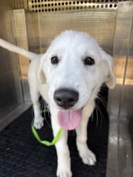 Shelter Stray Female Dog last seen Sunrise Road / Wayne Drive, City of Round Rock, TX, 1855 SE Inner Loop, Georgetown, TX 78626, USA