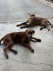 Found/Stray Female Dog last seen GND Transport Services, Brownsville, TX 78521