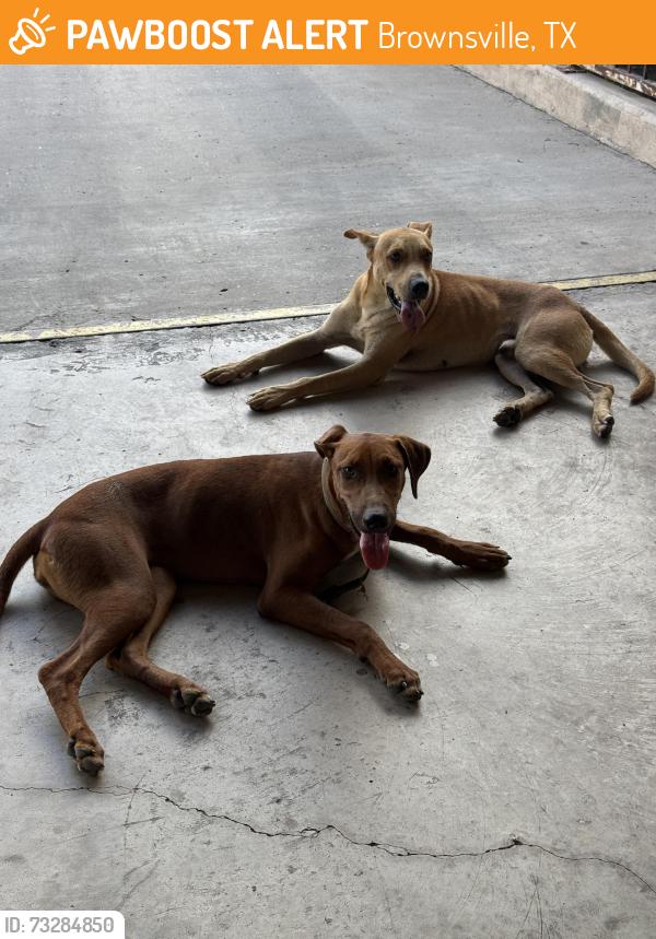 Found/Stray Female Dog last seen GND Transport Services, Brownsville, TX 78521