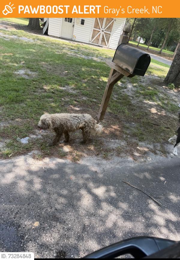 Found/Stray Unknown Dog last seen Pummill road, Gray's Creek, NC 28306