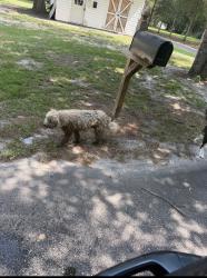 Found/Stray Unknown Dog last seen Pummill road, Gray's Creek, NC 28306