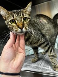 Shelter Stray Female Cat last seen Near Kingsbrook Blvd, Decatur, GA 30034, 30034, GA, 3280 Chamblee Dunwoody Rd, Chamblee, GA 30341, USA