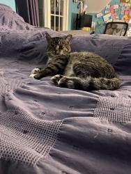 Reunited Male Cat last seen Near East 219th Street, Euclid, OH 44123