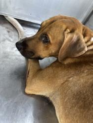 Shelter Stray Male Dog last seen Near Avenue E, Central District, TX, 355 Hillshire Dr, Haslet, TX 76052, USA