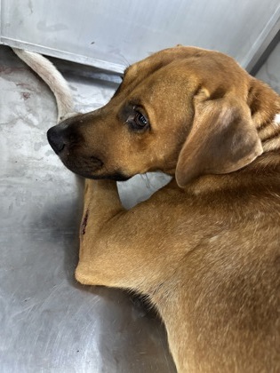 Shelter Stray Male Dog last seen Near Avenue E, Central District, TX, 355 Hillshire Dr, Haslet, TX 76052, USA