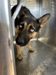 Shelter Stray Female Dog last seen Near Avenue E, Central District, TX, 355 Hillshire Dr, Haslet, TX 76052, USA
