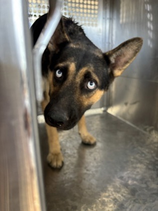 Shelter Stray Female Dog last seen Near Avenue E, Central District, TX, 355 Hillshire Dr, Haslet, TX 76052, USA