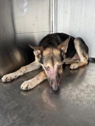 Shelter Stray Female Dog last seen Near Avenue E, Central District, TX, 355 Hillshire Dr, Haslet, TX 76052, USA