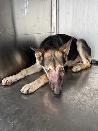 Shelter Stray Female Dog last seen Near Avenue E, Central District, TX, 355 Hillshire Dr, Haslet, TX 76052, USA