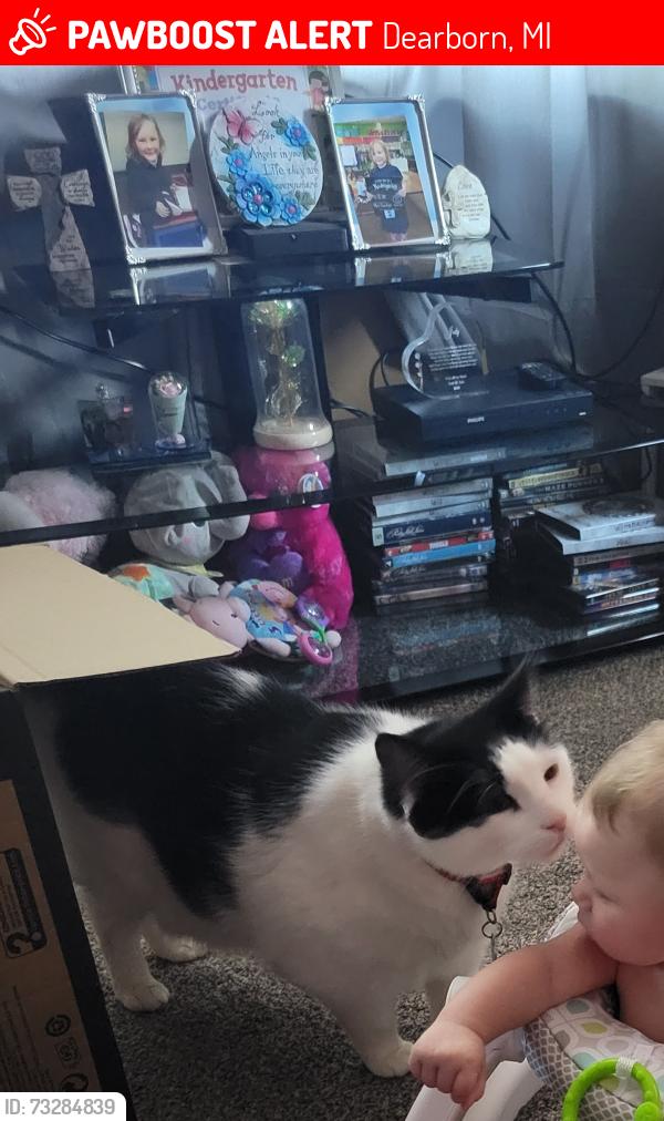Lost Male Cat last seen Eton ave, Dearborn, MI 48126