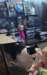 Lost Male Cat last seen Eton ave, Dearborn, MI 48126